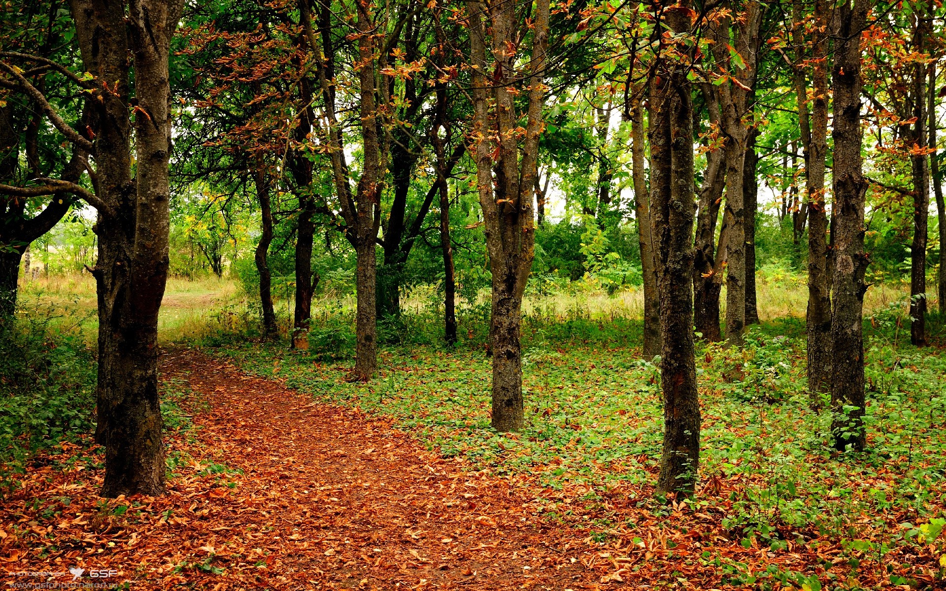意甲焦点战启示录，奇才单节拉开步行者的战术智慧