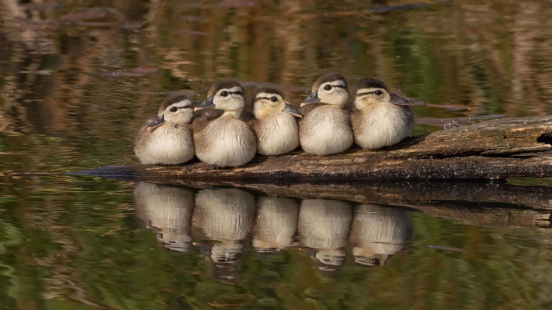 压力引爆巨星时刻，卢卡库破茧，加纳战术全面压制显中国足球差距