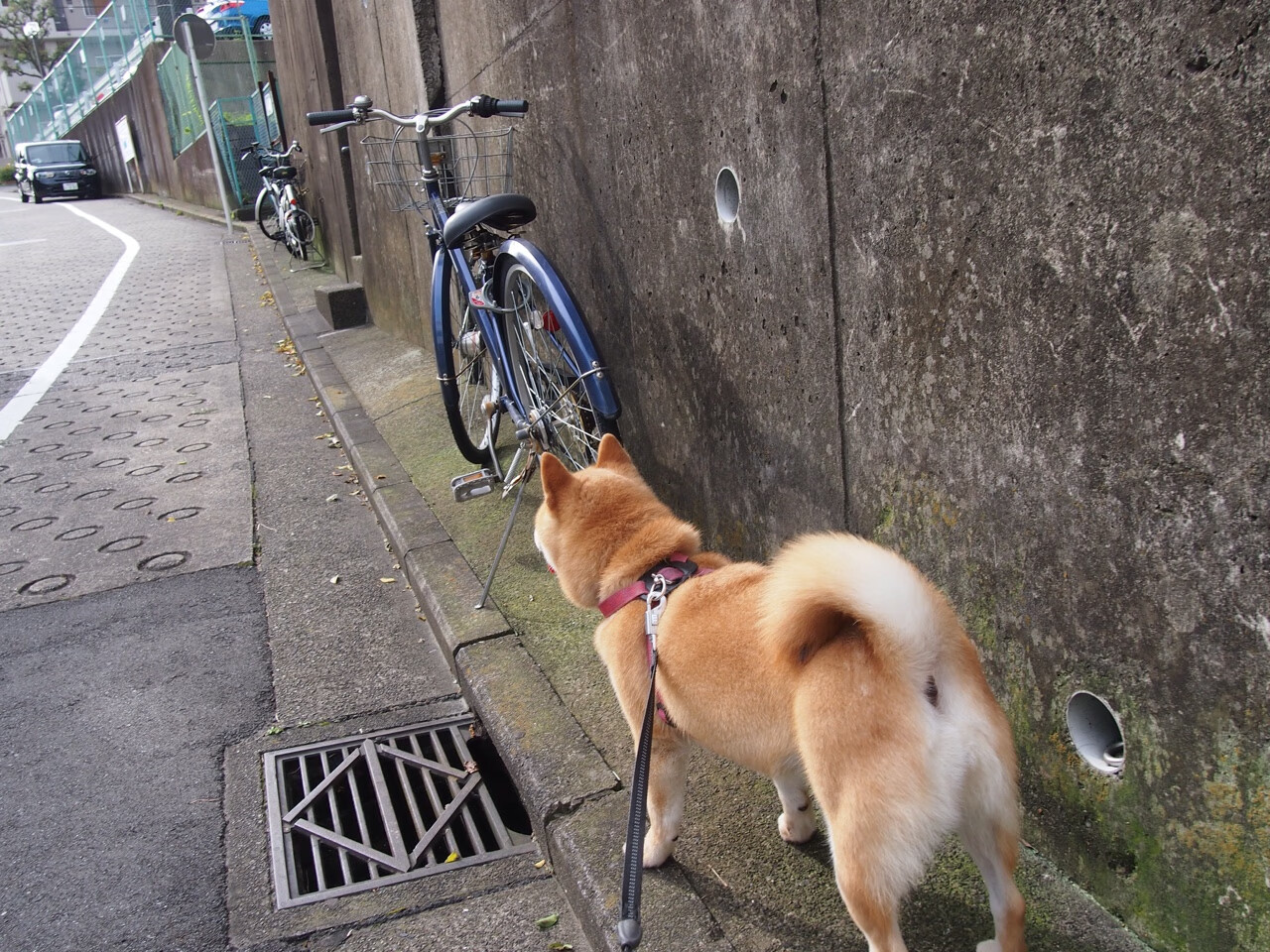撕裂凌晨四点的黑暗,莫兰特和他的西决生死战