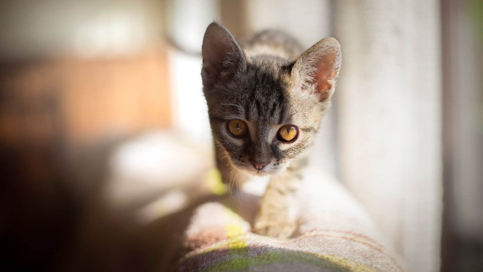 帕尔默统治全场,中国少年一剑封喉提前终结马德里竞技悬念