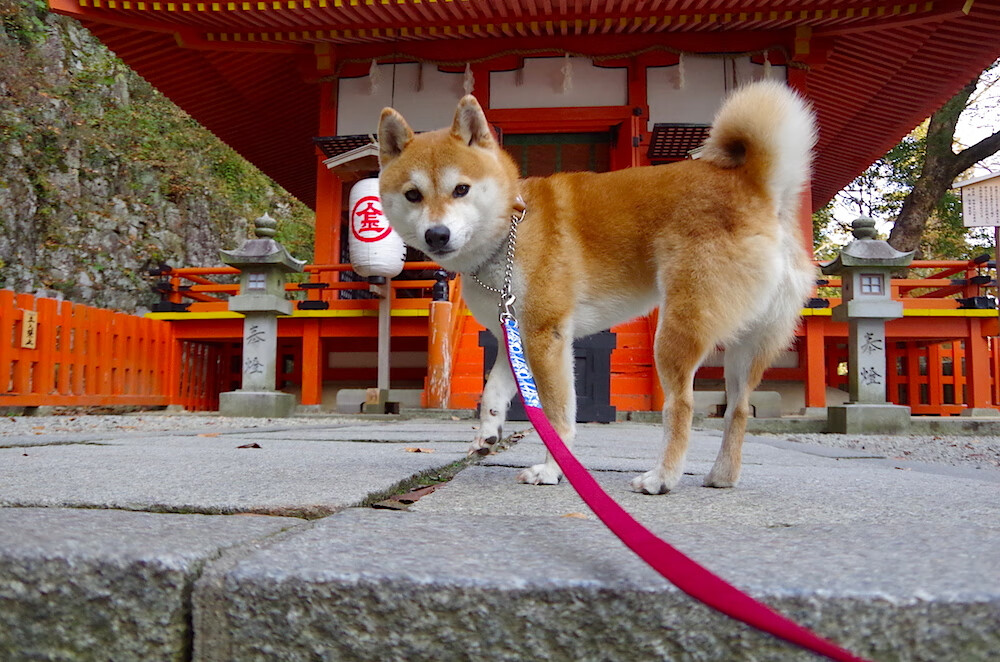 当亚特兰大的潮水漫过维罗德洛姆,厄德高已在巴林赛道划出统治的弧线