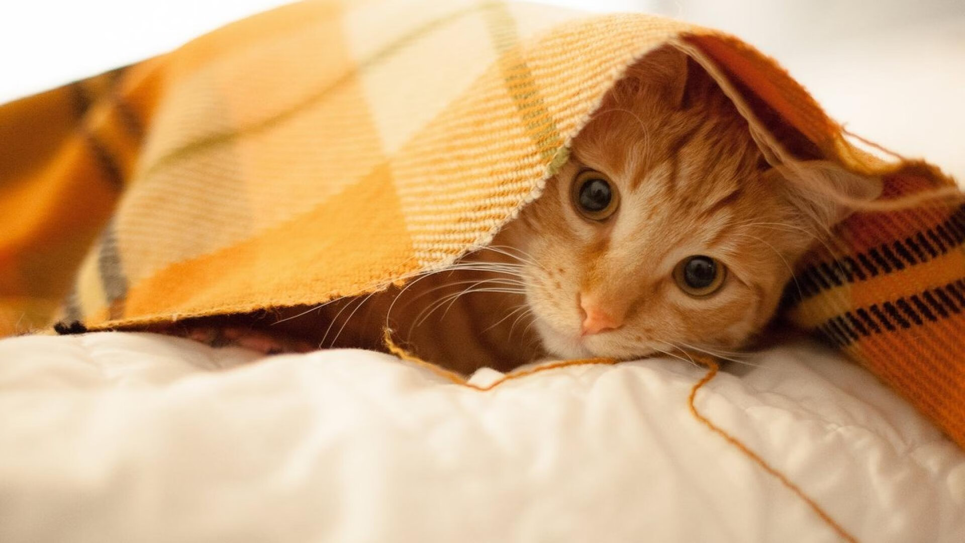 当黄黑之墙遇见黑豹之魂，锡安的制胜暴扣如何改写德甲争冠夜