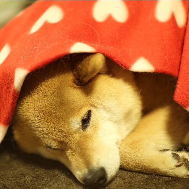 聚光灯定理,当威尔士遭遇荷兰,戈麦斯的大场面法则