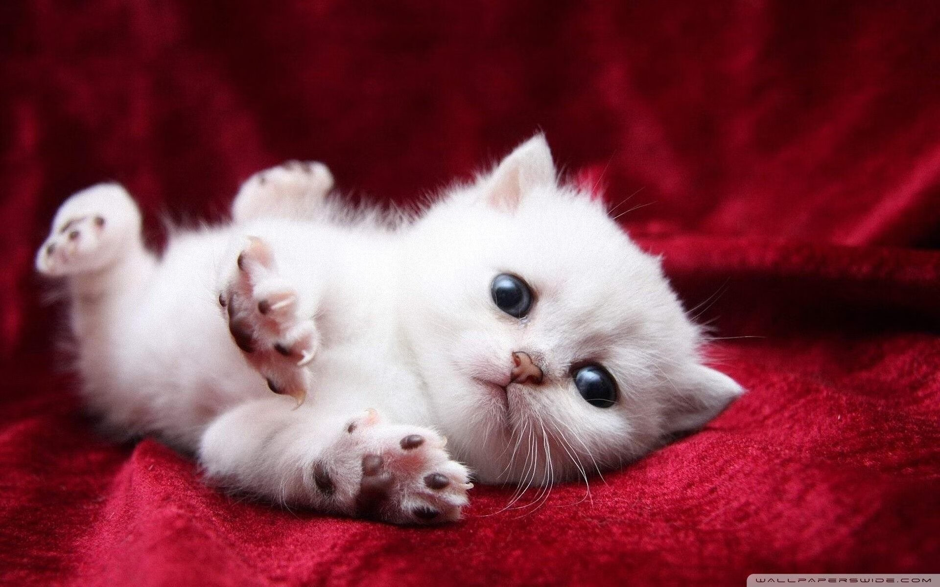 当红龙吞噬蓝月,曼联弃子拉什福德如何用一记绝杀撕碎曼城王朝