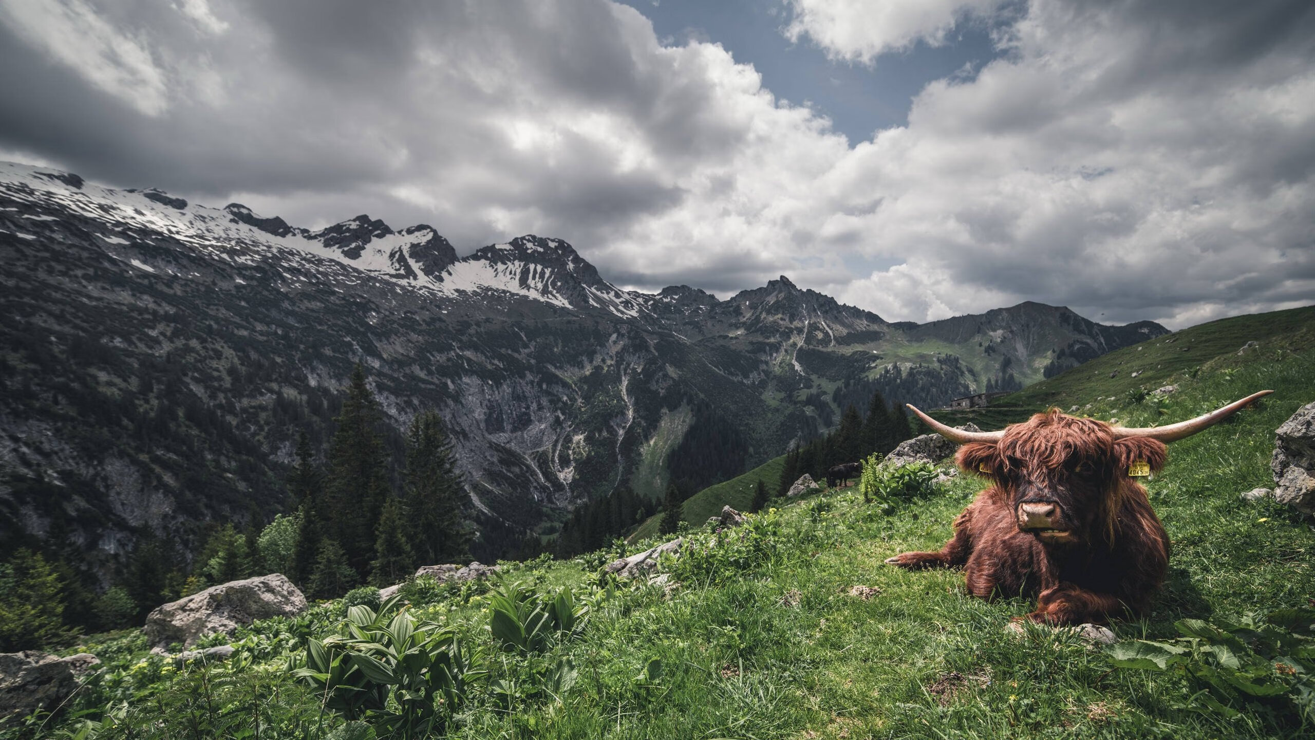莱奥的全面统治，AC米兰对阵加拿大之战