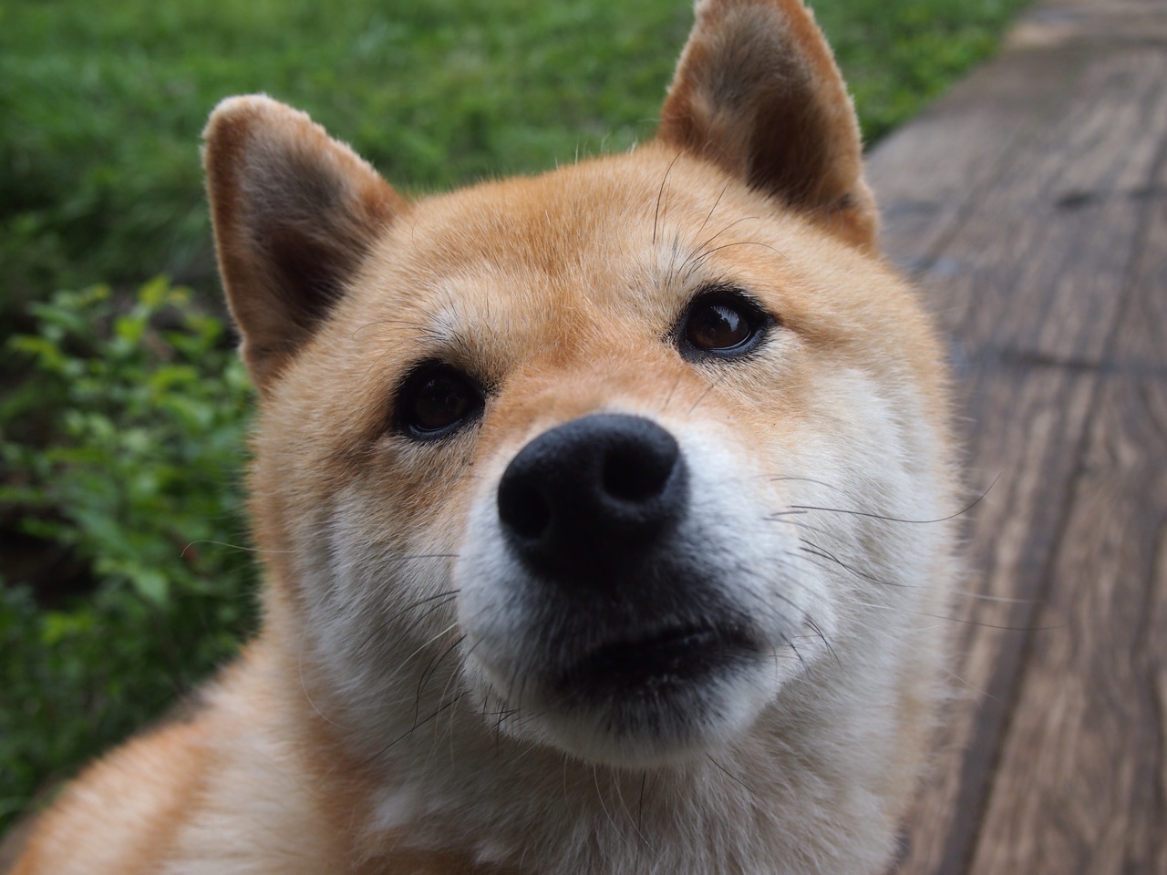 东方风暴与西方传奇，上海队冲垮黄蜂的隐喻与保罗总决赛的终极接管