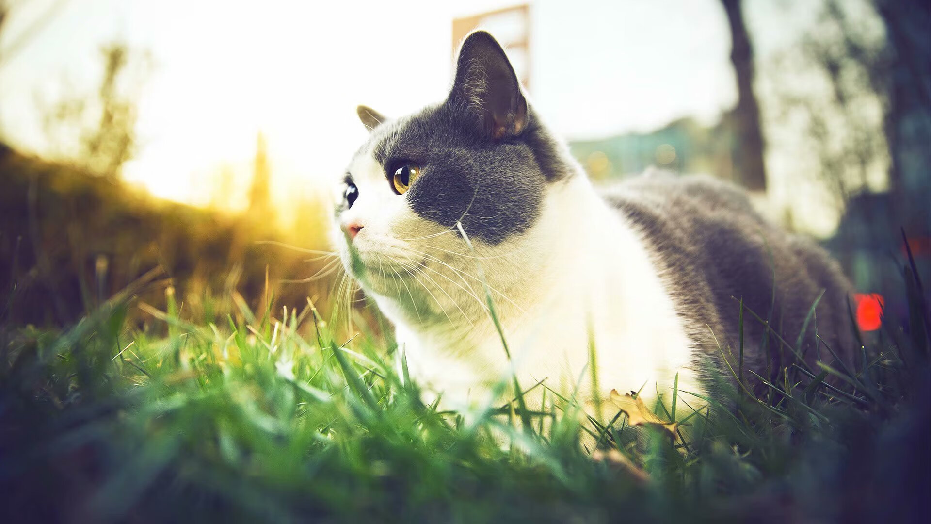 双线叙事,贝林厄姆一剑封喉与苏格兰橄榄球的狂野冲锋