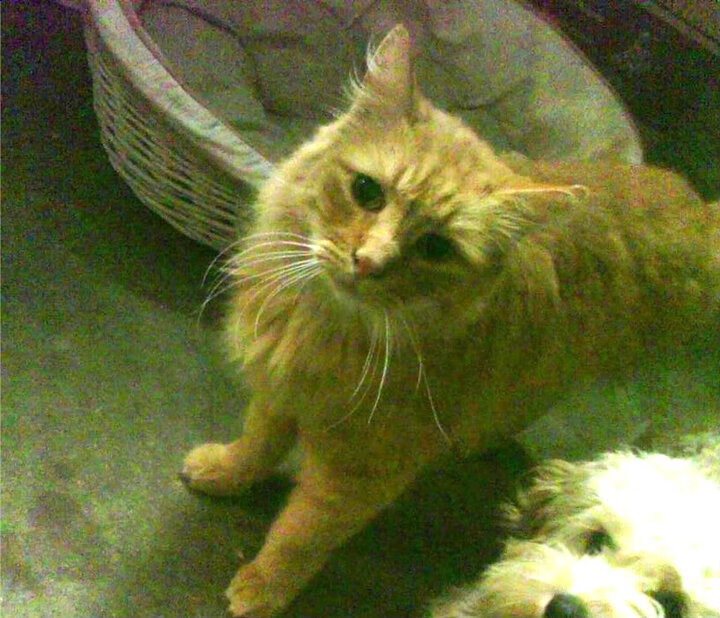 霍勒迪，无冕之王的隐形指挥官