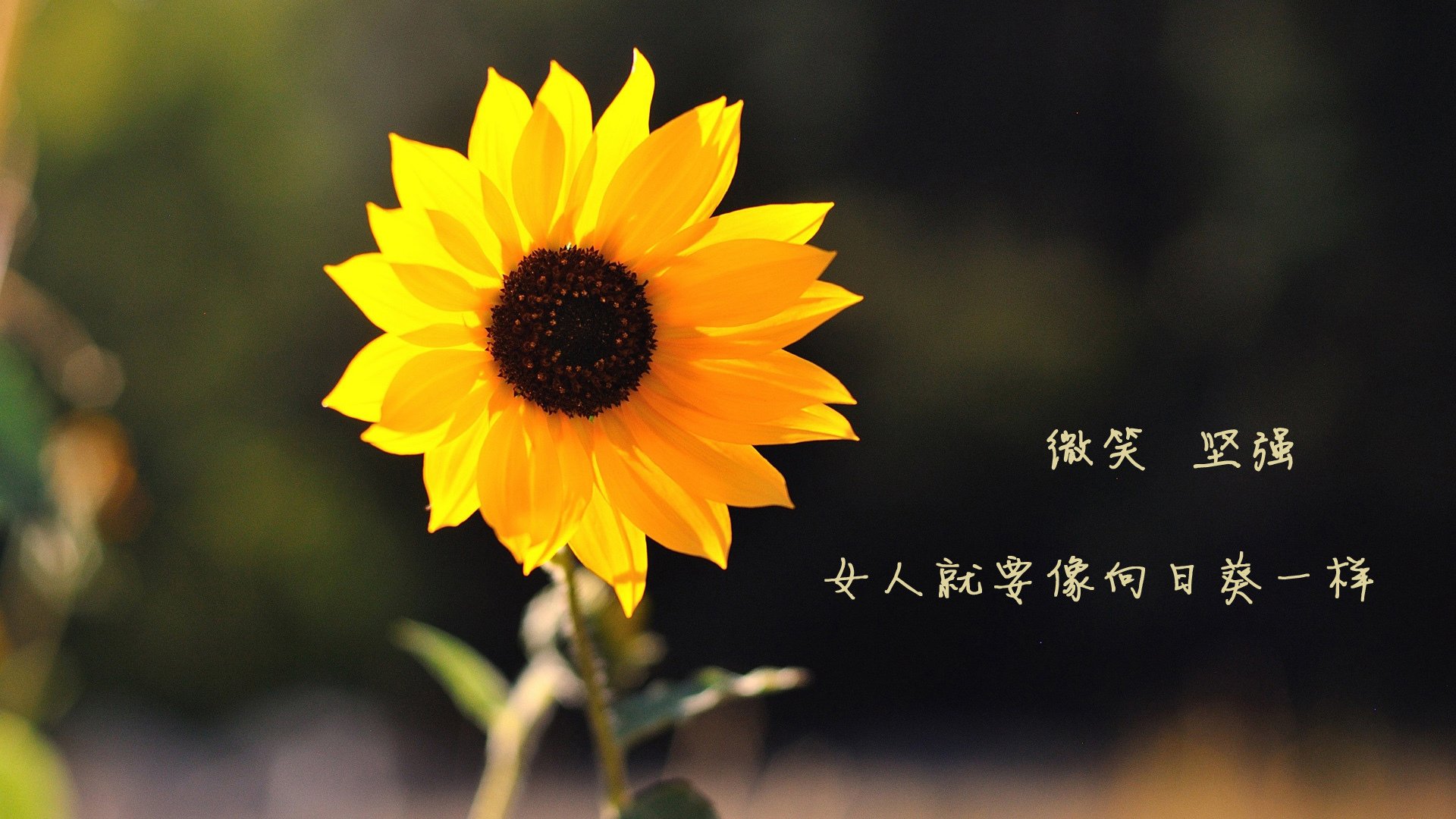 布鲁诺单节风暴,个人能力全面爆发,加拿大第三节狂潮击溃厄瓜多尔