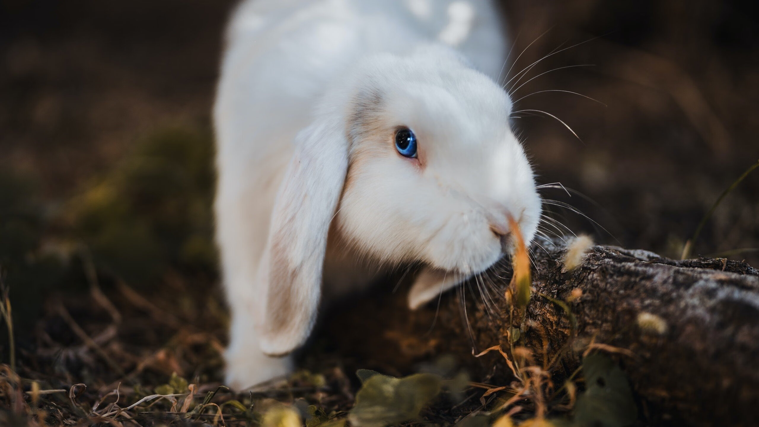 宿命之夜，奥运周期关键战，恩比德的统治级证明