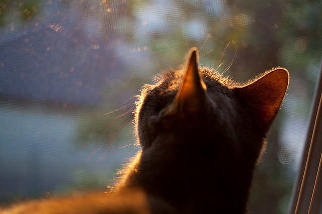 北境雄鹰击破南境坚城,伊萨克闪耀之夜,多特铁骑踏过圣马梅斯