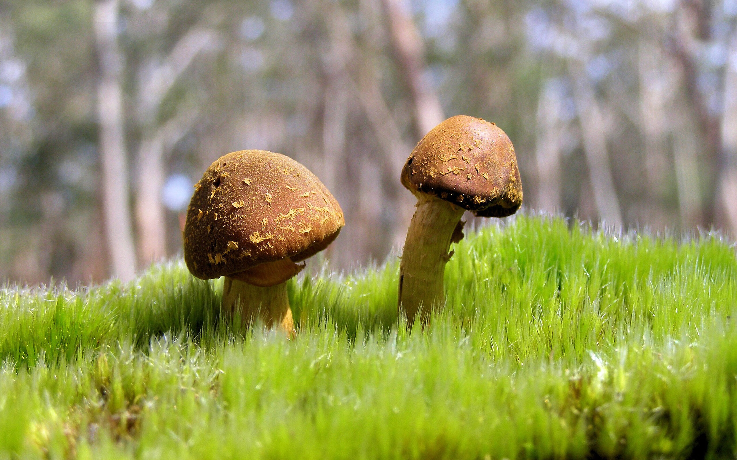 降维打击，当杜兰特在意甲接管比赛，深圳队在NBA血拼76人